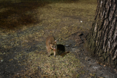 Possum